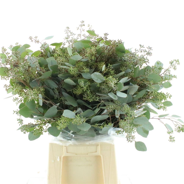 <h4>Euca Populus Berries Long 300gr</h4>