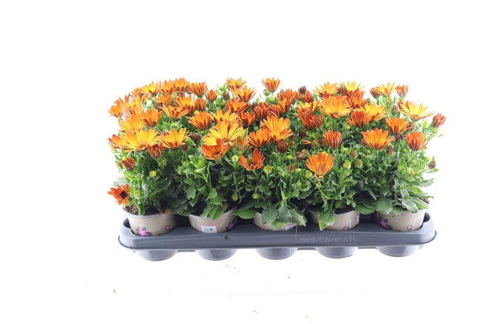 <h4>Osteo Orange Flare</h4>