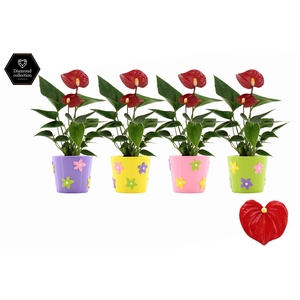 Anthurium 6 cm Micra in Summer Flower ceramics