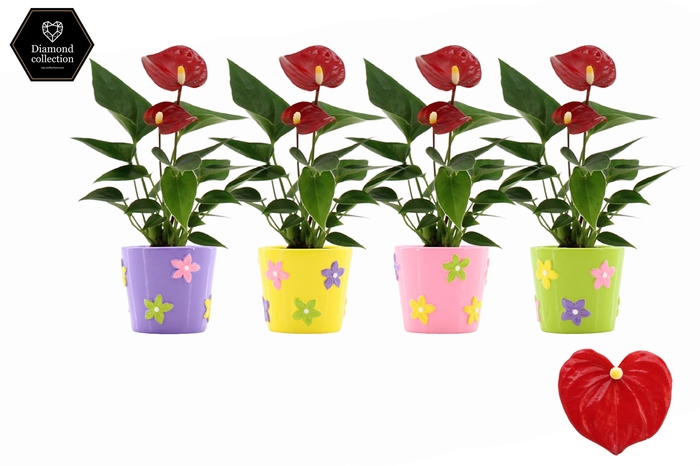 <h4>Anthurium 6 cm Micra in Summer Flower ceramics</h4>