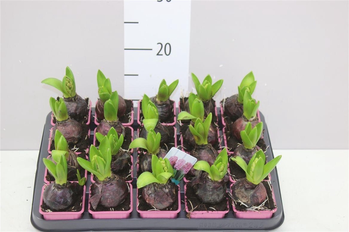 <h4>Hyacinthus Pink Pearl 1pp</h4>