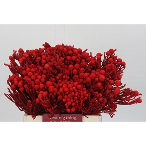 Kaaps Groen Silver Brunia KB Red