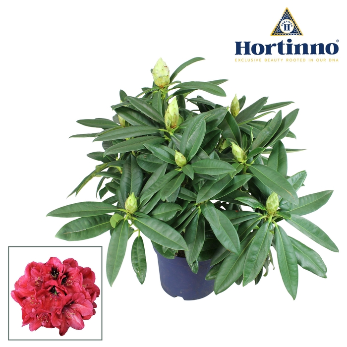 <h4>Hortinno® Garden XXL Red Devil groen 45 - 55 cm</h4>