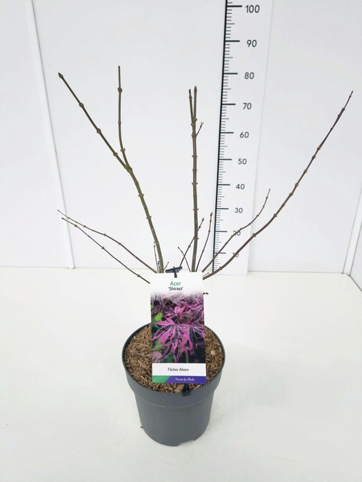 Acer palmatum Shirazz