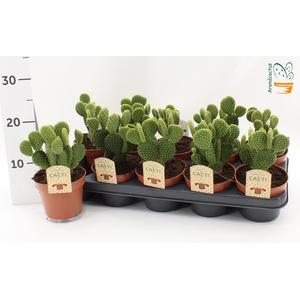 OPUNTIA MICRODASYS