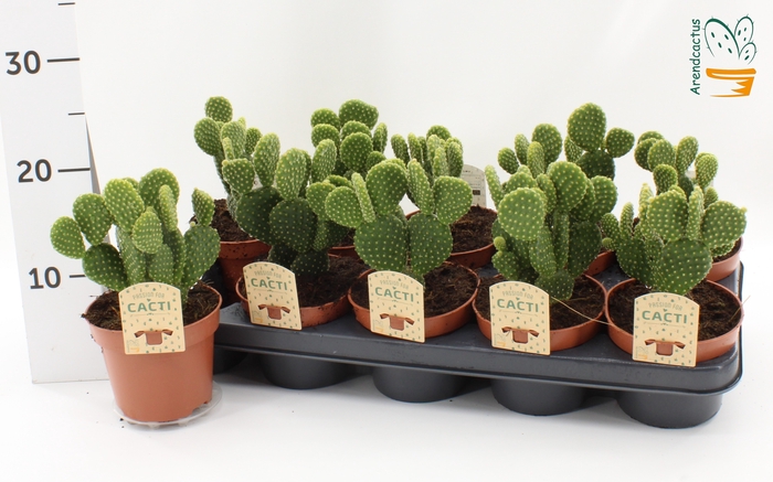 <h4>OPUNTIA MICRODASYS</h4>