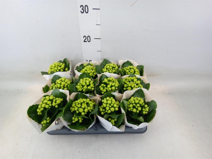 <h4>Kalanchoe  'MoreFlow Paris'</h4>