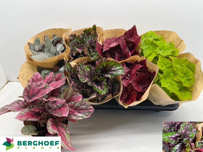 <h4>BEG BEL GEM</h4>