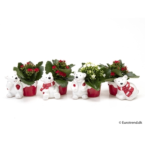 KALANCHOE BLOSSF KERST P6 E 2338