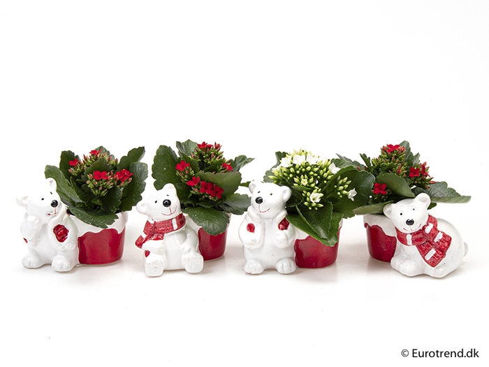 <h4>KALANCHOE BLOSSF KERST P6 E 2338</h4>