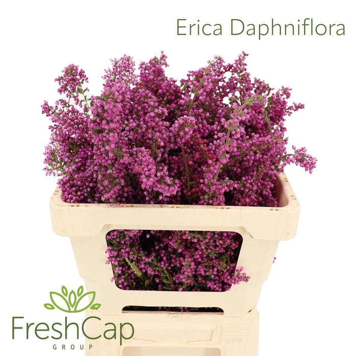 <h4>Erica Daphniflora</h4>