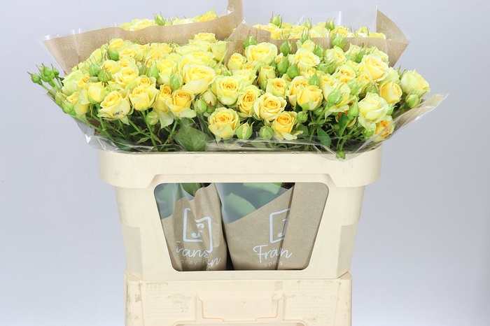 <h4>Rosa Tr Bandolero Ex</h4>