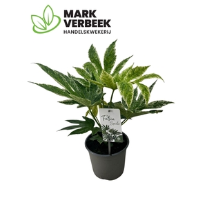 Fatsia Variegata