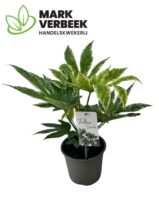 <h4>Fatsia Variegata</h4>