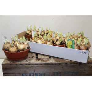 arr8 Narcis O Tete A Tete