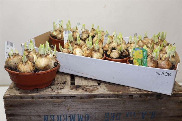 <h4>arr8 Narcis O Tete A Tete</h4>