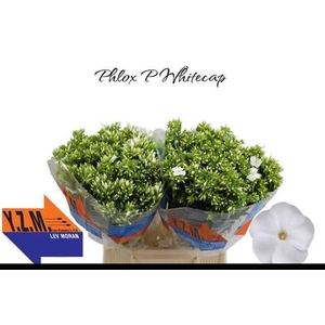 PHLOX P WHITECAP