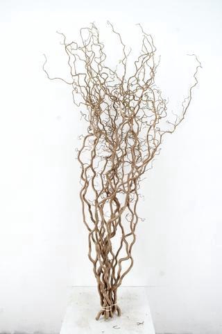 <h4>CORYL AV CONTORTA 2 JARIG 160CM</h4>