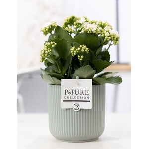 Kalanchoe white in P&PURE Sophie ceramics green