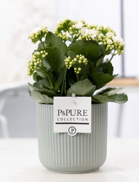 <h4>Kalanchoe white in P&PURE Sophie ceramics green</h4>