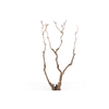 Syringa Branch Super Chopin