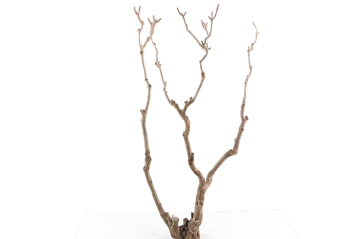 Syringa Branch Super Chopin