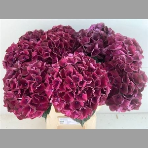 Hydr M Mag Dark Ruby