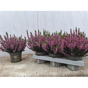 CALLU BL RENATE