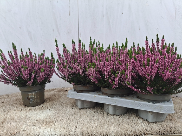 <h4>CALLU BL RENATE</h4>