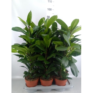 Ficus cyathistipula