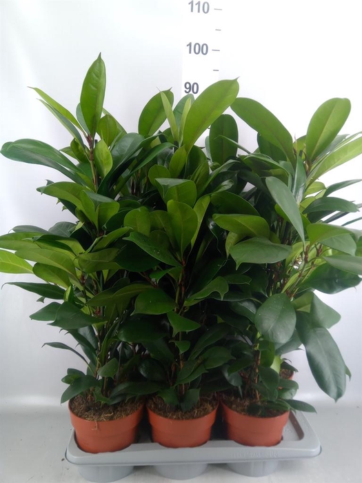 <h4>Ficus cyathistipula</h4>