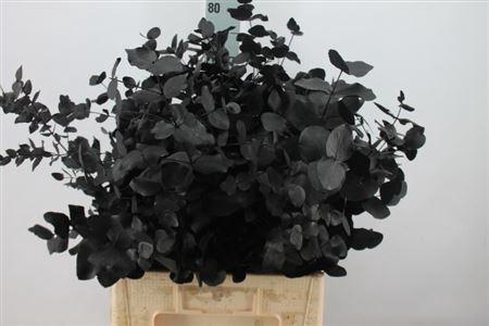 <h4>Euca Cinerea Klb. Black X5 300 Gram</h4>