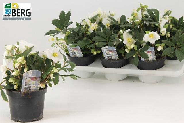 <h4>HELL N HILDA</h4>