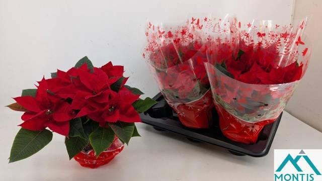 <h4>EUPHOR P MARS</h4>