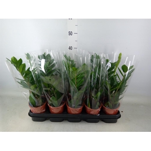 Zamioculcas zamiifolia