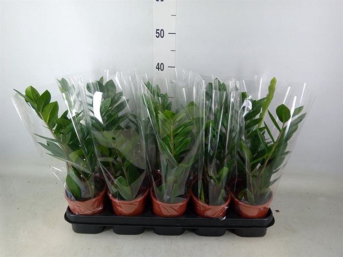 <h4>Zamioculcas zamiifolia</h4>