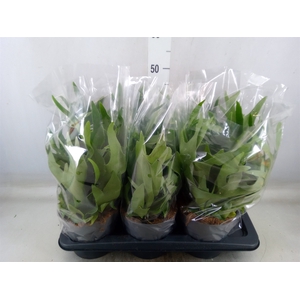Platycerium bifurc.