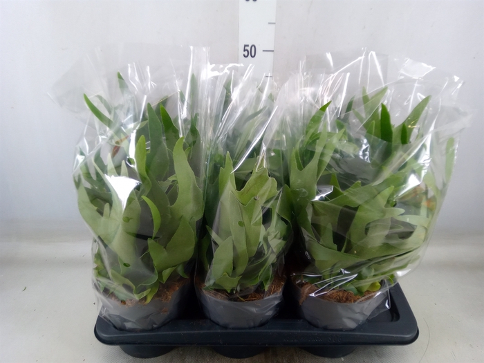 <h4>Platycerium bifurc.</h4>