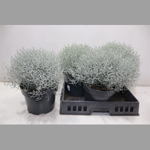 Leucoph Brownii