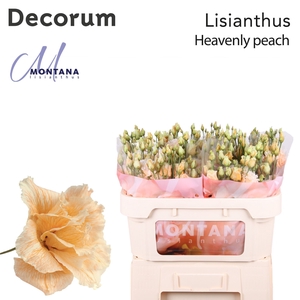 Lisianthus Dye heavenly peach