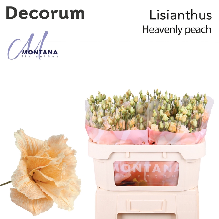 <h4>Lisianthus Dye heavenly peach</h4>