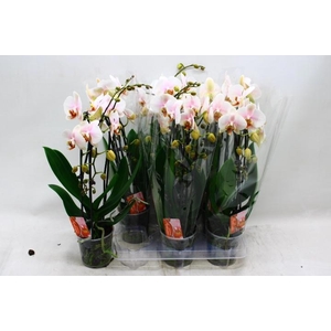 PHAL EL CASCADE