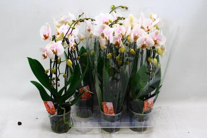 <h4>PHAL EL CASCADE</h4>