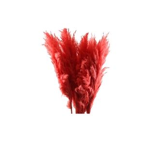 Cortaderia Red Super