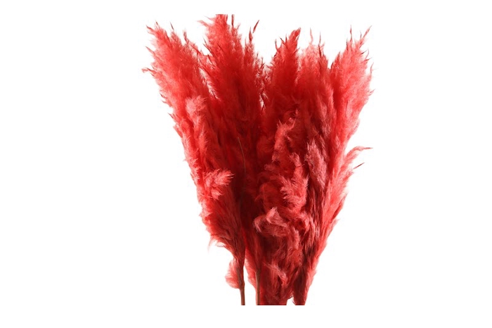 <h4>Cortaderia Red Super</h4>