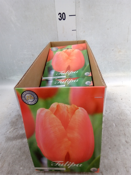 <h4>Tulipa   ...flowerbulbs</h4>