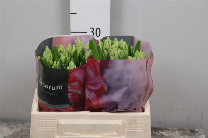 <h4>Hyac Sky Jacket</h4>