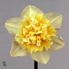 NARCISSUS ICE KING 29 GR.