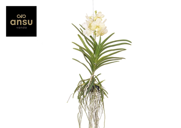 <h4>Vanda Tayanee White Large</h4>
