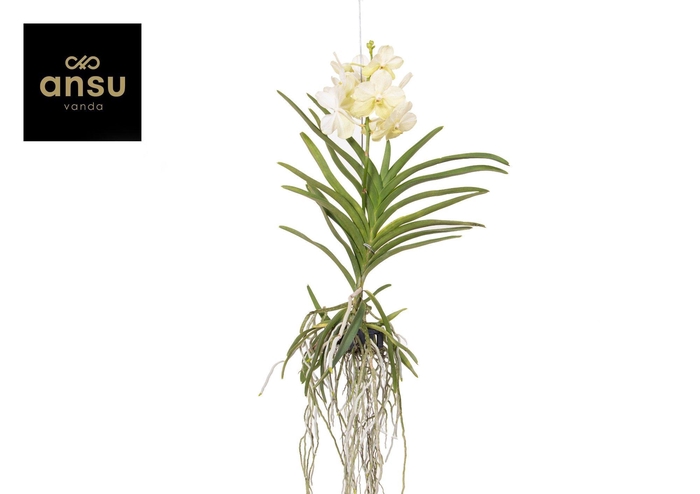 <h4>Vanda Tayanee White Large</h4>
